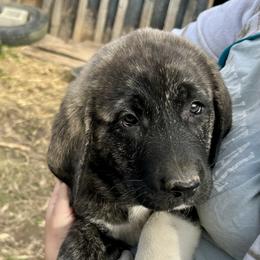 Bianca - Brindle female Anatolian Shepherd Dog puppy in Williamsburg, Kentucky from Three Little Birds Farm