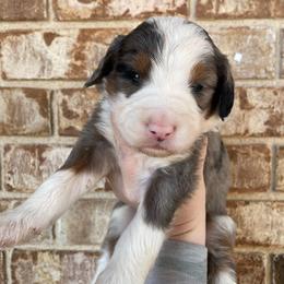 Jay - Blue merle male Bernedoodle puppy in Austin, Texas from Boutique Bernedoodles & Co.