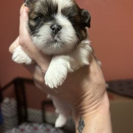 Boy 1 - Liver and white male Shih Tzu puppy in Dallas, Texas from Almost Heaven Shih Tzu