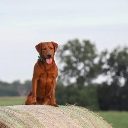 Vee - Labrador Retriever