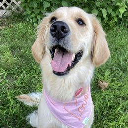 Penny - Golden Retriever