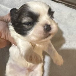 Iskar - Gold and white male Shih Tzu puppy in Corpus Christi, Texas from Pam Crump Shih Tzu