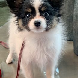 Papillons and Tibetan Terriers from Corsair Tibetan Terriers & Papillons