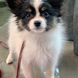 Papillons and Tibetan Terriers from Corsair Tibetan Terriers & Papillons