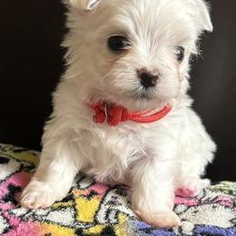 Mica - White male Maltese puppy in Pasco, Washington from Hops-a-Lot Maltese Ranch