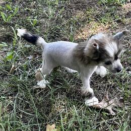 VHhl sable - Sable female Chinese Crested puppy in Rockvale, Tennessee from Cosmic Chinese Cresteds & Wind-Echo Poodles