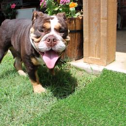 Penny - Bulldog