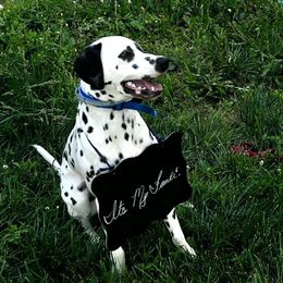 Knox - Dalmatian