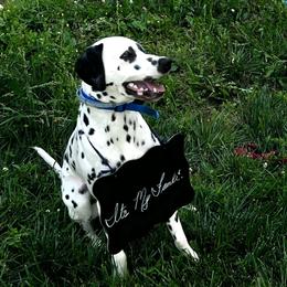 Knox - Dalmatian
