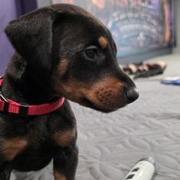 Red collar black female - Black and rust female Doberman Pinscher puppy in Houston, Texas from Draggin Dobermans & Great Danes