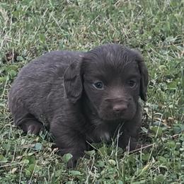 Boy 1 - Chocolate male Dachshund puppy in Sheridan, Arkansas from Farmhouse Dachshunds