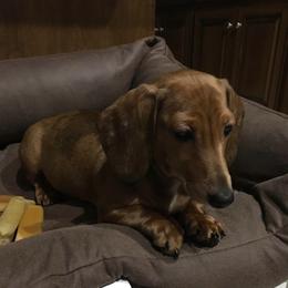 Ruby - Dapple female Dachshund puppy in Bryceville, Florida from Lucky Dog Dachshunds
