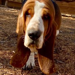 Vodka - Basset Hound