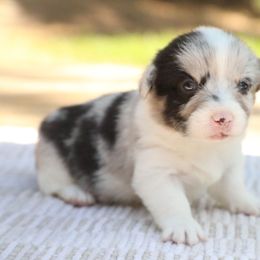 Nova - Blue merle and white female American Corgi puppy in Plains, Montana from Diamond Corgis