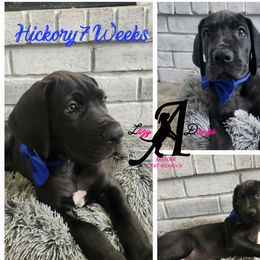 Hickory - Black Great Dane puppy in Longview, Texas from Lazy A Danes