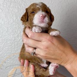 Green Bean - Red  male Goldendoodle puppy in Murrieta, California from Apricot Poodles & Goldendoodles, LLC