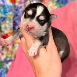 Boy 1 - Black and white male Pomsky puppy in Centerville, Iowa from LJ Kennels Pomskies, LLC