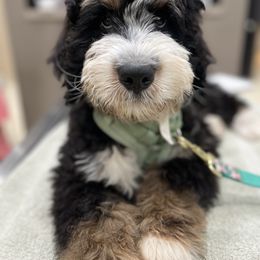 Bernedoodle Puppies from Sonoran Standard Doodles