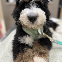 Bernedoodle Puppies from Sonoran Standard Doodles