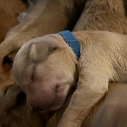 Ash - Cream male Goldendoodle puppy in Indiana, Pennsylvania from Kathy's Doodles