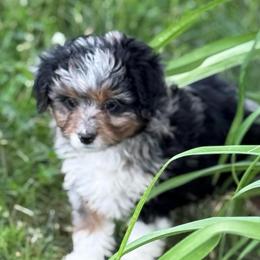 Oh my Josey - Blue merle female Aussiedoodle puppy in Arrington, Tennessee from Tumblin T Aussies and Aussiedoodles