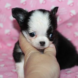 Pixie (TINY) 4,300 - Black and tan female Chihuahua puppy in Cache, Oklahoma from Charming Lil Chihuahuas