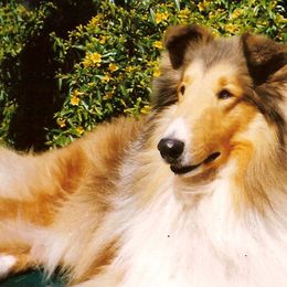 Collies from SHOWBOAT COLLIES