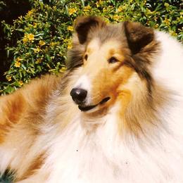 Collies from SHOWBOAT COLLIES