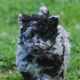 Woke - Black merle male Mudi puppy in Gatlinburg, Tennessee from Greenbrier