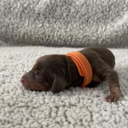 Mike - Chocolate and tan male Dachshund puppy in Lawrenceville, Georgia from Chivi Paws