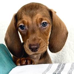 Chai AKC - Red female Dachshund puppy in Hendersonville, North Carolina from Snarky Doxy Miniature Dachshunds