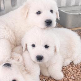 Great Pyrenees puppies from Outlaw Acres Farm & Kennels