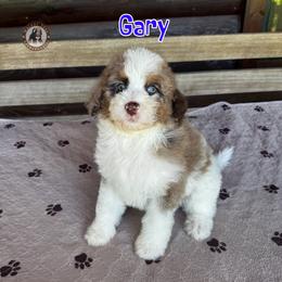 Gary - Merle male Bernedoodle puppy in Banner Elk, North Carolina from Walnut Tree Bernedoodles