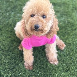 Tootsie - Poodle