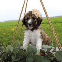 Aurora - White and black female Bordoodle puppy in Ashland, Ohio from Cherry Blossom Doodles