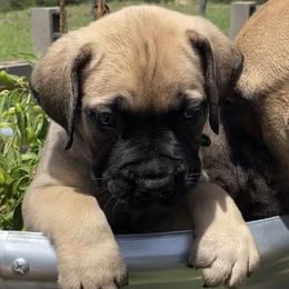 Andes - Green Collar Boy - Tawny male Boerboel puppy in Navasota, Texas from Silverthorne Boerboels