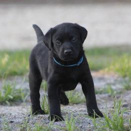Boy 3 - Black male Labrador Retriever puppy in Four Oaks, North Carolina from TLC Retrievers