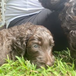 Labradoodle Puppies from Molly’s Doodles