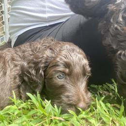 Labradoodle Puppies from Molly’s Doodles