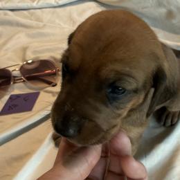 Diamond - Red female Redbone Coonhound puppy in Angleton, Texas from Dorsett Dogs