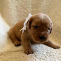 Aspen - Girl - Dark golden female Golden Retriever puppy in La Verne, California from 4LoveofGoldens