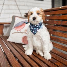Calvary - Blue Collar - Parti male Goldendoodle puppy in The Woodlands, Texas from Golden Fields Doodles