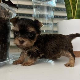 Blue - Chocolate and tan male Yorkshire Terrier puppy in California from All Star Yorkies