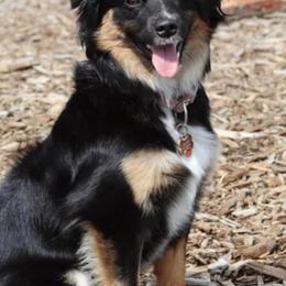 Miniature American Shepherds and Miniature Australian Shepherds from TRAILS END Gemini Minis