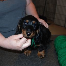 Dachshund and Irish Setter Puppies from Keliaire Long Hair Mini Dachshunds