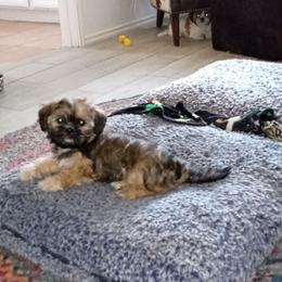 Rosie - Brindle female Shih Tzu puppy in Grand Prairie, Texas from R&R Shih-Tzus & Stud Services