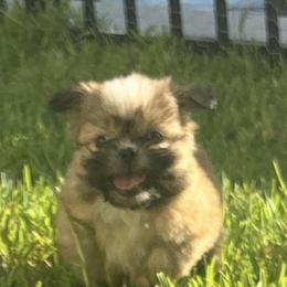 Shih Tzu Puppies from Staci Fidler