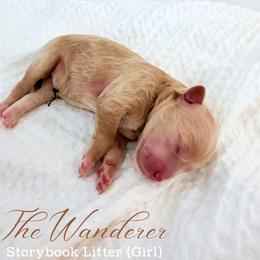 The Wanderer - Apricot female Goldendoodle puppy in Livermore, Colorado from Heritage Hills Family Doodles
