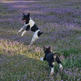 Jasper - Black and white male Rat Terrier puppy in Ft Smith, Arkansas from Live Wire Rat Terriers