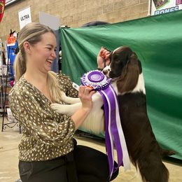 Carmen - English Springer Spaniel